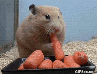 hamster curiosidades