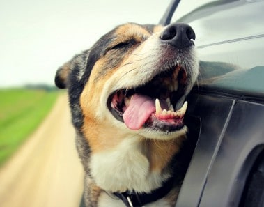 Solucionar mal aliento perros