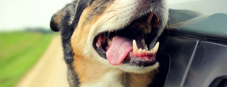 Solucionar mal aliento perros
