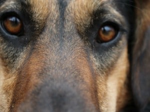mitos sobre los perros
