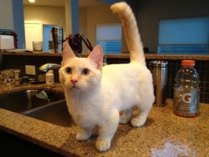 Munchkin cat