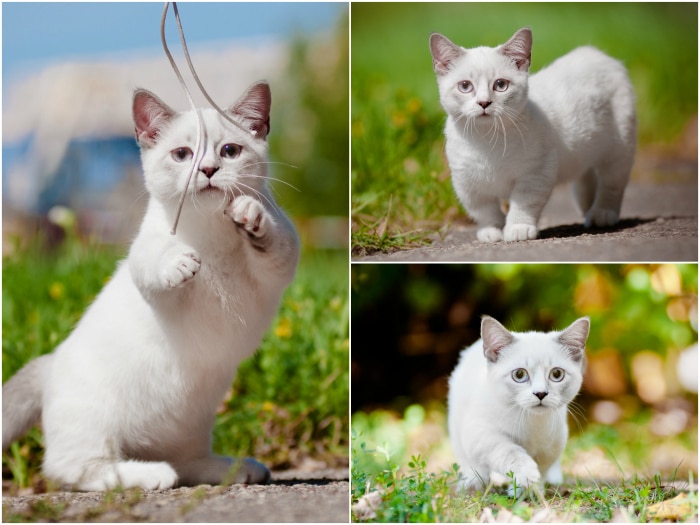 Munchkin: raza de Gato más Adorable