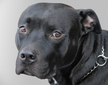 No más orejas ni colas cortadas en perros