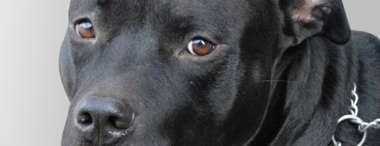 No más orejas ni colas cortadas en perros