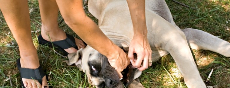 Cómo actuar si tu perro se atraganta