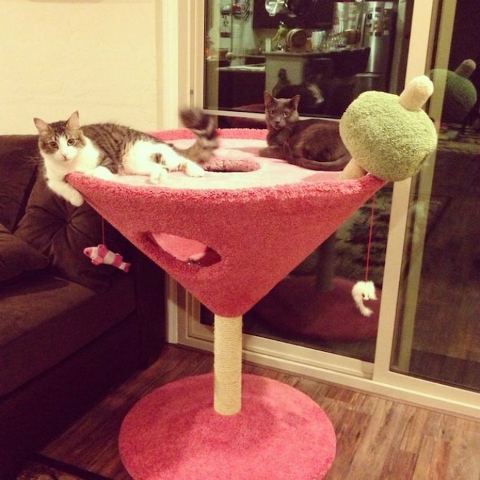 Rascadores originales gatos martini
