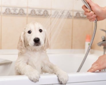 duchar o bañar a un perro