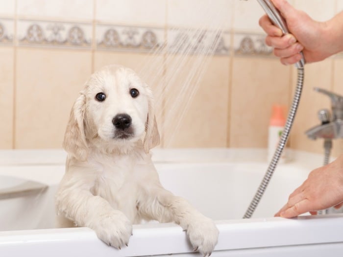 duchar o bañar a un perro