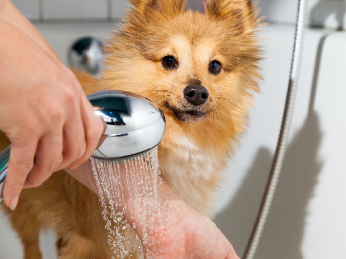 Pasos y consejos para lavar un perro