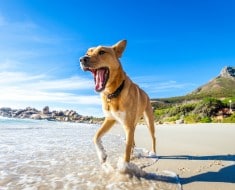 Playas españolas que admiten perros 2017