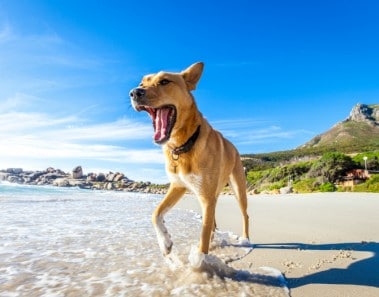Playas españolas que admiten perros 2017