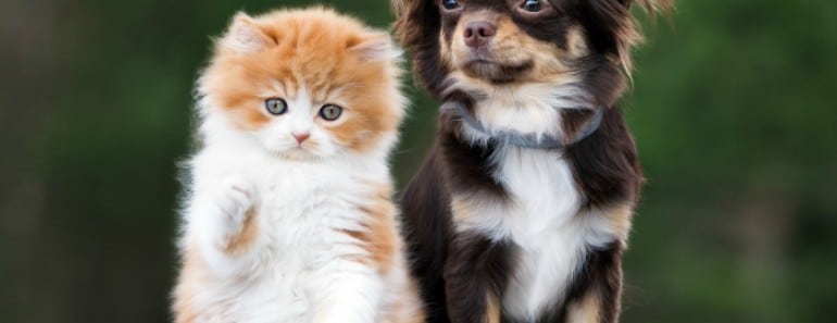 Enfermedades mascotas
