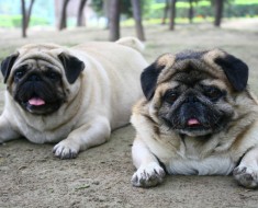 Obesidad canina, perros gordos