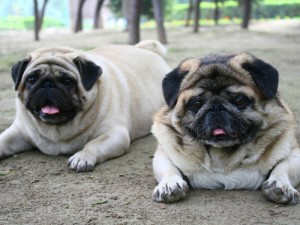 Obesidad canina, perros gordos