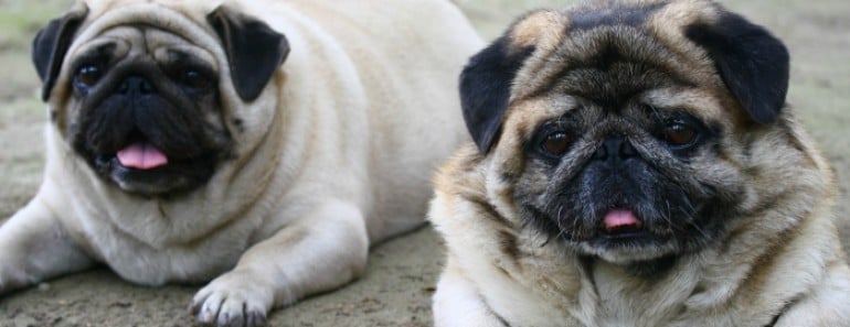 Obesidad canina, perros gordos