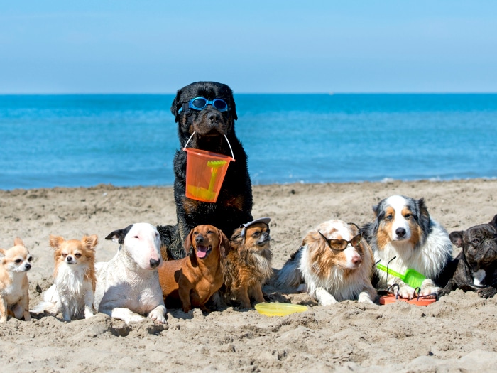 Playas para perros España