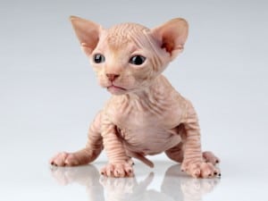 Gatos egipcios, gatos esfinge, Sphynx cats