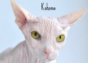 Gato sin pelo kohona gatos esfinge
