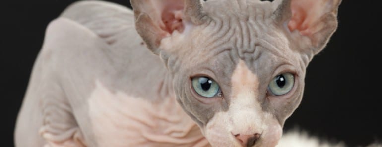 Curiosidades gatos esfinge