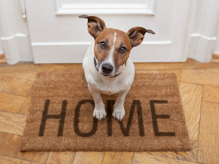 Cómo vigilar a tu mascota mientras no estás en casa