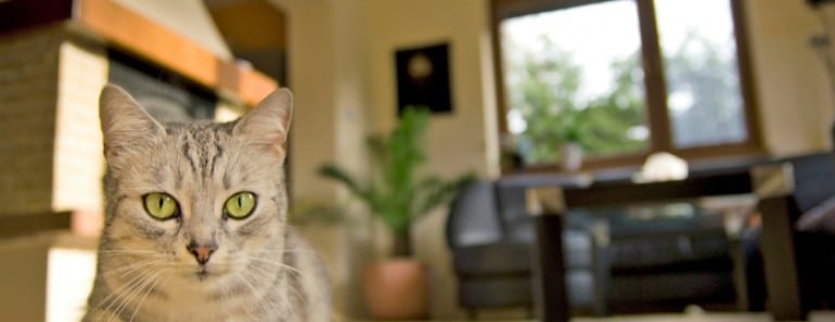 Vigilar mascotas si nos vamos de casa
