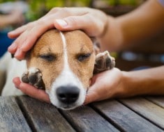 Cómo actuar frente al envenenamiento de perros