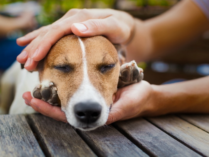 Resultado de imagen para perros envenenados