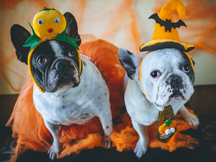 Halloween mascotas