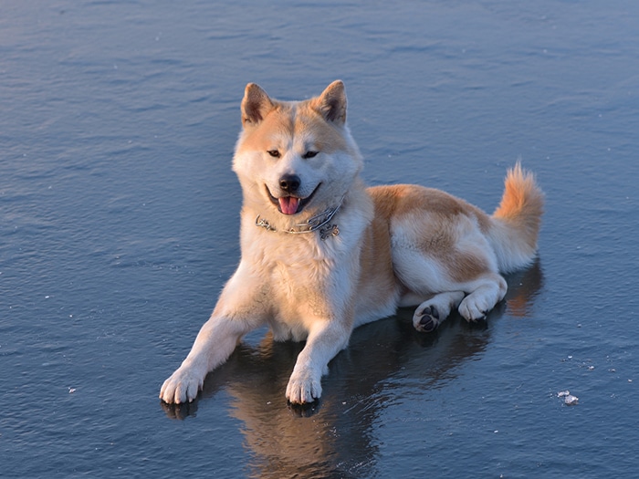 Akita Inu