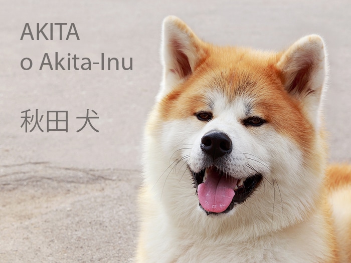 Akita contre Shiba Inu