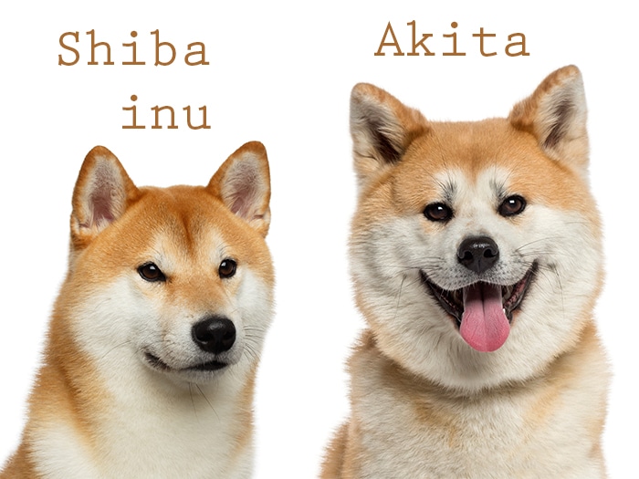 Chiens Shiba Inu et Akita