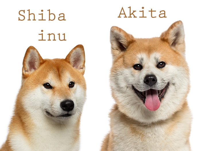 Shiba Inu y Akita perros