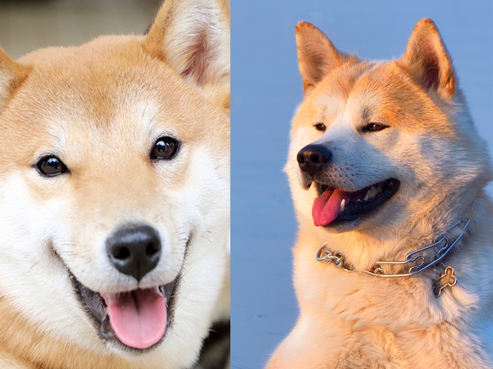 Différences entre Akita et Shiba inu