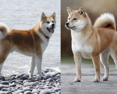 Shiba Inu vs Akita diferencias