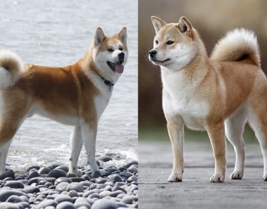 Shiba Inu vs Akita diferencias