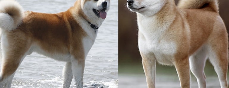 Shiba Inu vs Akita diferencias