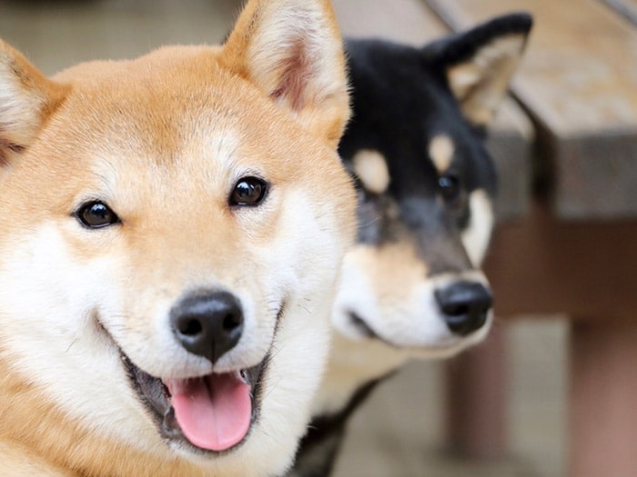 Différences entre Shiba Inu et Akita