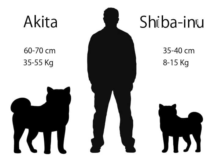 Shiba Inu y Akita diferencias