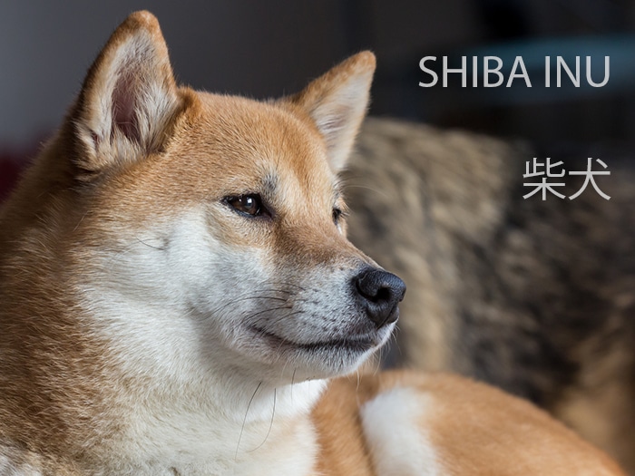 Shiba Inu contre Akita Inu