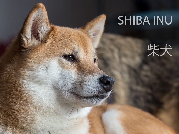 Shiba Inu vs Akita Inu