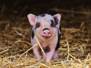 Qué come un cerdo vietnamita o Minipig