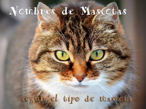 nombres de mascotas por tipos