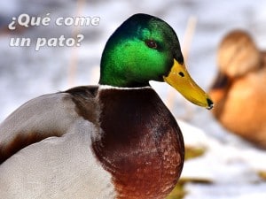 que come un pato