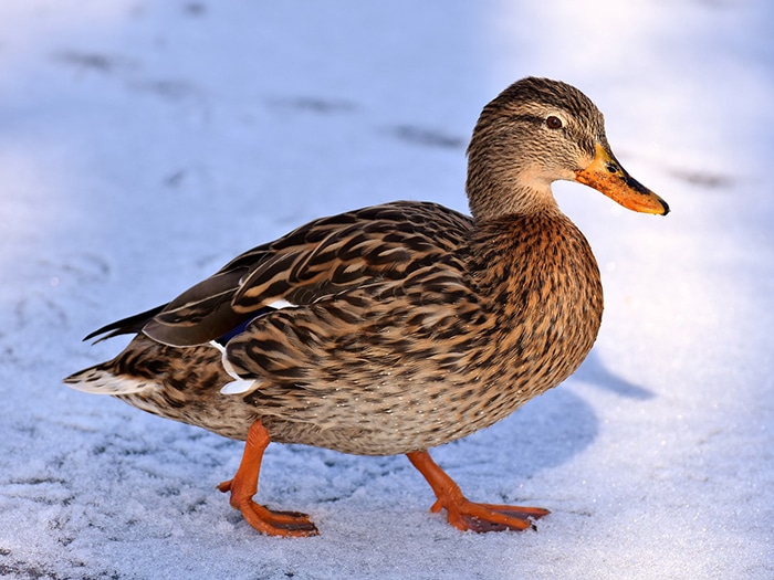 que comen los patos