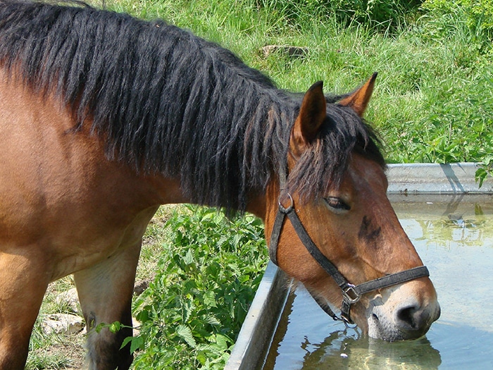 Cuánta agua bebe un caballo al día?