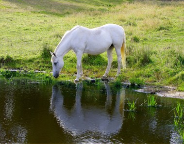 cuanta agua bebe un caballo