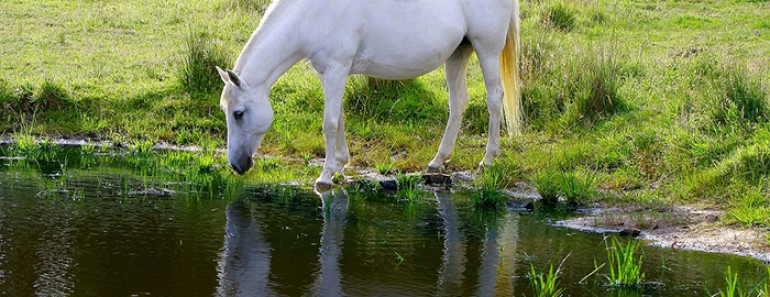 cuanta agua bebe un caballo