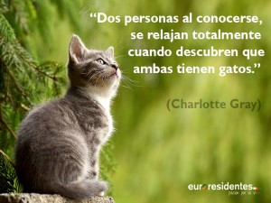 frases de gatos