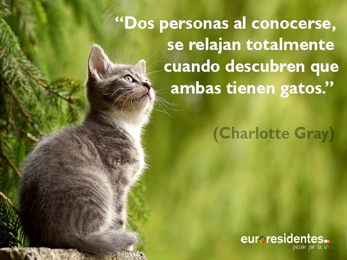 frases de gatos