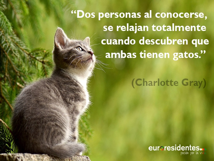 Frases de gatos muy originales, interesantes y divertidas